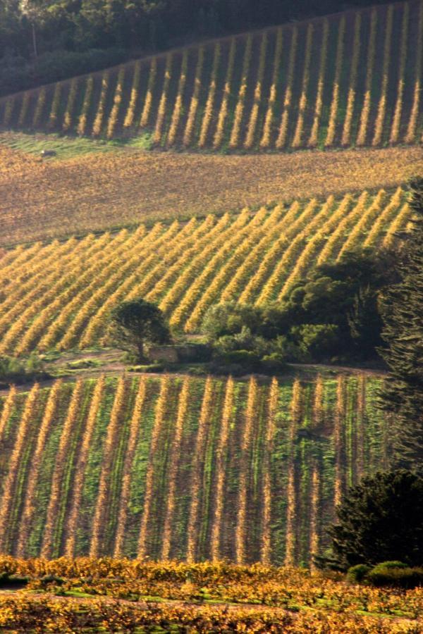 Apartmán Mooiplaas Wine Estate Stellenbosch Exteriér fotografie
