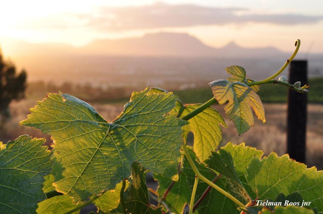 Apartmán Mooiplaas Wine Estate Stellenbosch Exteriér fotografie